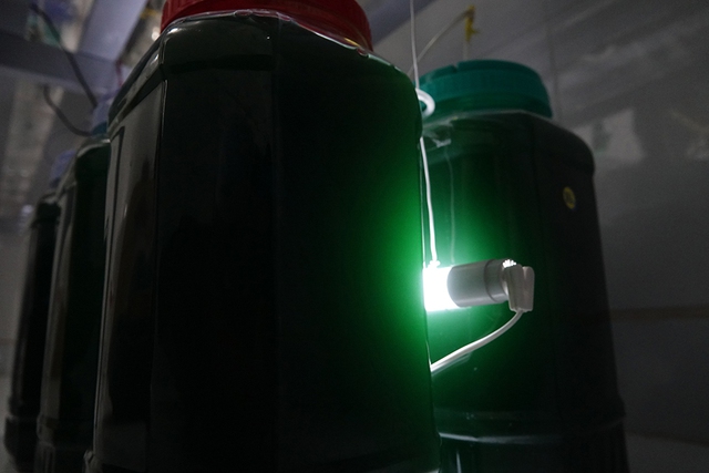 Ch&agrave;ng trai thuần dưỡng tảo xoắn Spirulina, thu nhập hơn 30 triệu đồng/th&aacute;ng - Ảnh 2.