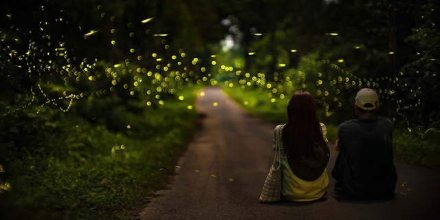 Trải nghiệm rừng C&uacute;c Phương ban đ&ecirc;m v&agrave; t&aacute;c động đến động vật - Ảnh 1.