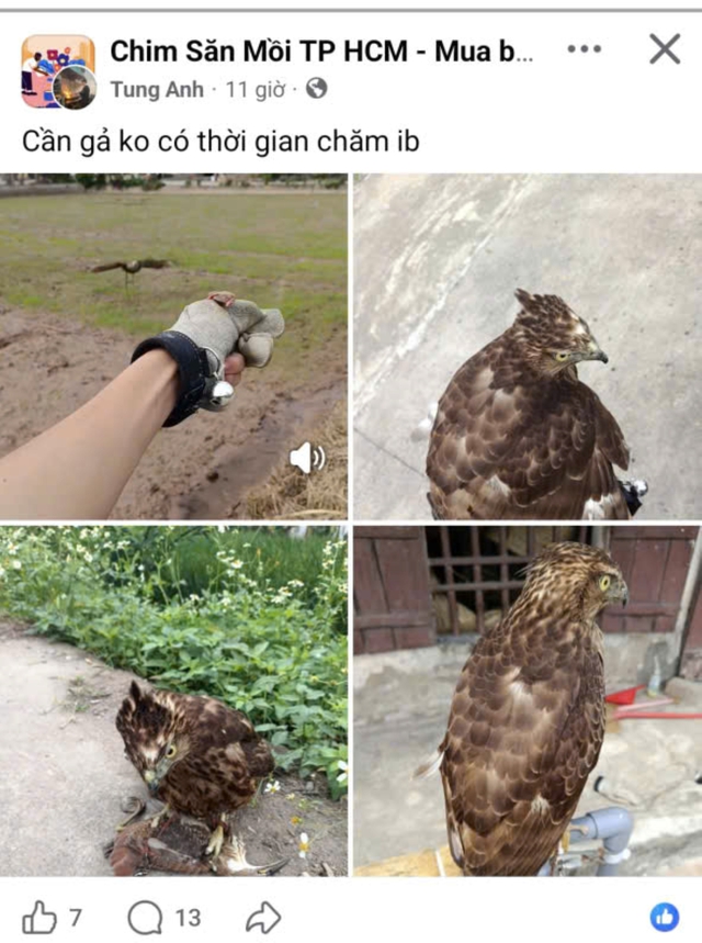 Nu&ocirc;i th&uacute; cưng: Coi chừng 'đam m&ecirc;' dẫn lối v&agrave;o t&ugrave; - Ảnh 2.