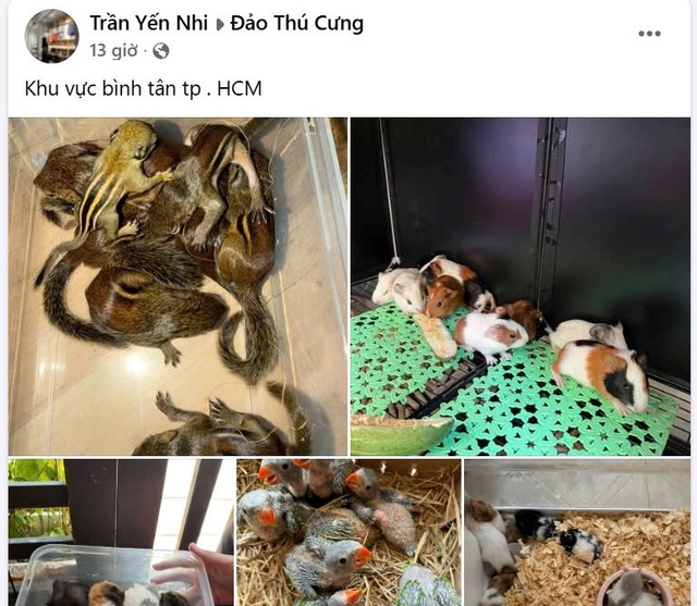 Nu&ocirc;i th&uacute; cưng: Coi chừng 'đam m&ecirc;' dẫn lối v&agrave;o t&ugrave; - Ảnh 1.