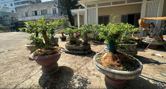 Phạt tiền người giữ 42 cây mai vàng: Người dân phải chứng minh nguồn gốc thế nào? - Ảnh 1.