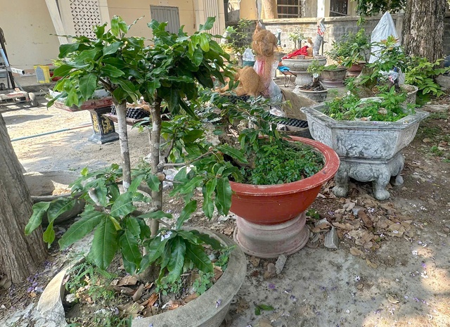 Vụ cây mai vàng ở Côn Đảo: Chưa đủ căn cứ để xử phạt! - Ảnh 3.