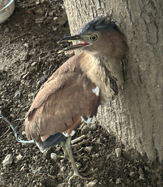 Chim vạc rừng bị thương được giải cứu: Cần l&agrave;m g&igrave; khi ph&aacute;t hiện? - Ảnh 1.