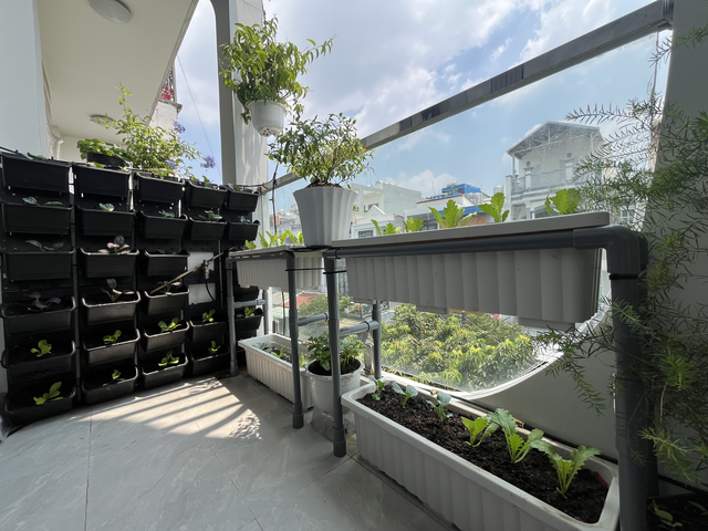 Giữa mùa nắng nóng gay gắt, vì sao người trẻ đổ xô trồng cây ở ban công? - Ảnh 2.