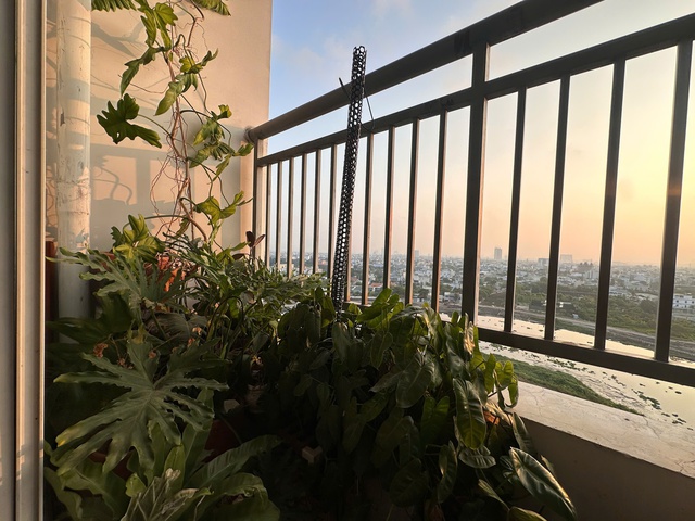 Giữa mùa nắng nóng gay gắt, vì sao người trẻ đổ xô trồng cây ở ban công? - Ảnh 5.