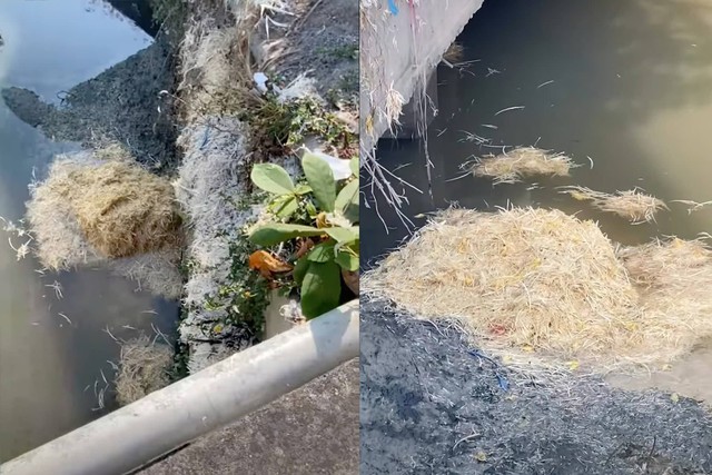 Xử lý cơ sở giết mổ gia cầm vứt lông gà xuống sông gây ô nhiễm- Ảnh 1. Xử lý cơ sở giết mổ gia cầm vứt lông gà xuống sông gây ô nhiễm- Ảnh 1.