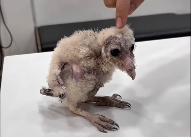 Cô gái cứu chim cú lợn bị gãy cánh và hành trình cảm động của Hoa Cúc - Ảnh 2. Cô gái cứu chim cú lợn bị gãy cánh và hành trình cảm động của Hoa Cúc - Ảnh 2.