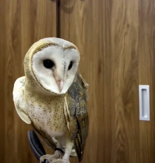 Cô gái cứu chim cú lợn bị gãy cánh và hành trình cảm động của Hoa Cúc - Ảnh 4. Cô gái cứu chim cú lợn bị gãy cánh và hành trình cảm động của Hoa Cúc - Ảnh 4.