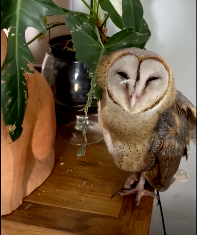 Cô gái cứu chim cú lợn bị gãy cánh và hành trình cảm động của Hoa Cúc - Ảnh 3. Cô gái cứu chim cú lợn bị gãy cánh và hành trình cảm động của Hoa Cúc - Ảnh 3.