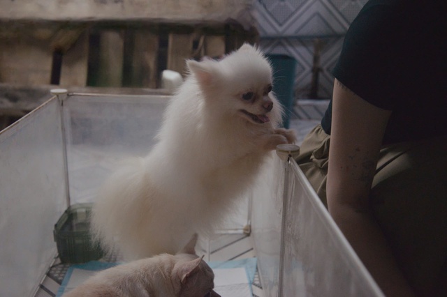 Người trẻ nuôi thú cưng: Chọn chó, mèo thay thế tình yêu trong cuộc sống - Ảnh 2. Người trẻ nuôi thú cưng: Chọn chó, mèo thay thế tình yêu trong cuộc sống - Ảnh 2.