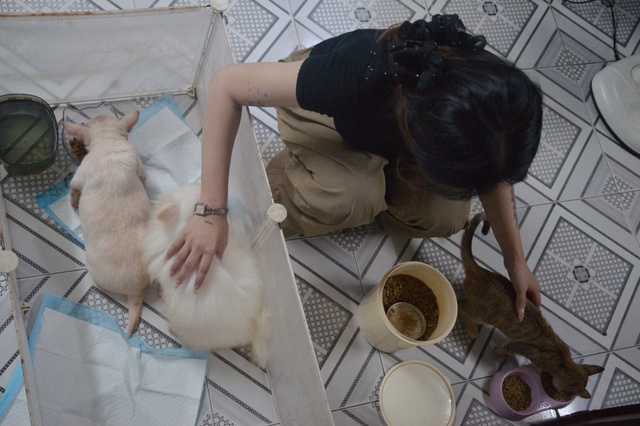 Người trẻ nuôi thú cưng: Chọn chó, mèo thay thế tình yêu trong cuộc sống - Ảnh 3. Người trẻ nuôi thú cưng: Chọn chó, mèo thay thế tình yêu trong cuộc sống - Ảnh 3.