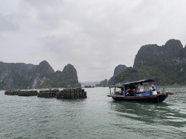 Xử phạt nuôi thủy sản trái phép trên vịnh Hạ Long - Ảnh 1.