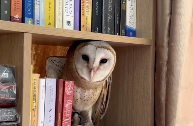 Mối duy&ecirc;n với chim c&uacute; lợn v&agrave; h&agrave;nh tr&igrave;nh 'giải m&atilde;' những quan niệm sai lầm - Ảnh 1.