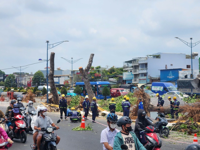 Bắt đầu đốn hạ, di dời c&acirc;y xanh để l&agrave;m metro số 2- Ảnh 2.