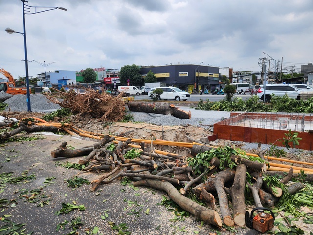 Bắt đầu đốn hạ, di dời c&acirc;y xanh để l&agrave;m metro số 2- Ảnh 1.
