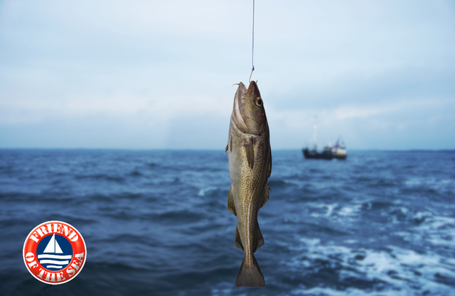 Bí quyết bổ sung Omega-3 đúng chuẩn ‘vừa tươi vừa tốt’ để tăng cường sức khỏe - Ảnh 1.