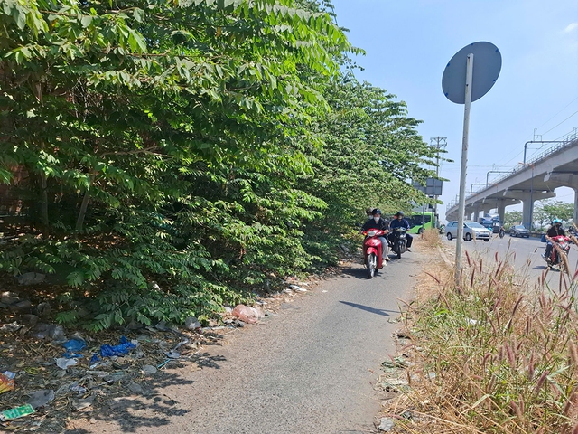 C&acirc;y xanh x&ograve;a ra đường- Ảnh 1.