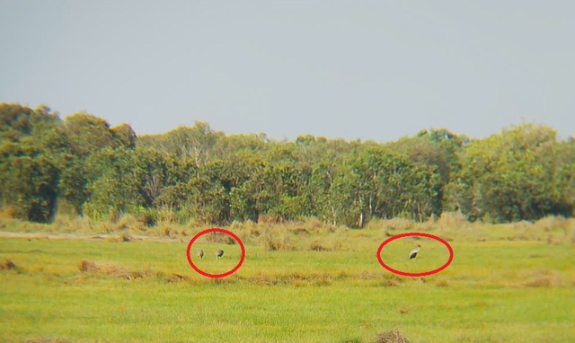 - Ảnh 1. - Ảnh 1.