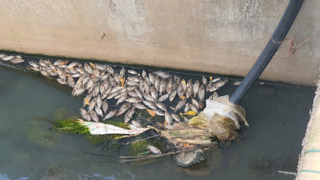 Quảng Trị: Cá chết bất thường dưới mương, người dân đóng cửa tránh mùi hôi - Ảnh 1.