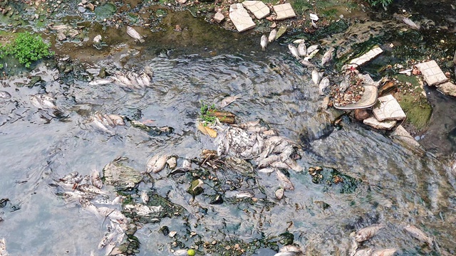 Quảng Trị: Cá chết bất thường dưới mương, người dân đóng cửa tránh mùi hôi - Ảnh 2.