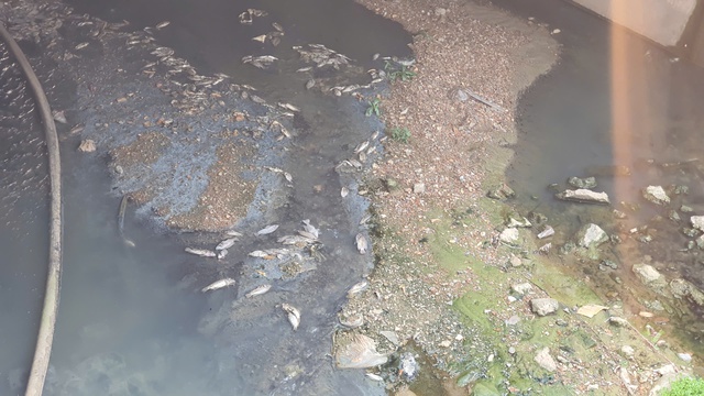 Quảng Trị: Cá chết bất thường dưới mương, người dân đóng cửa tránh mùi hôi - Ảnh 3.