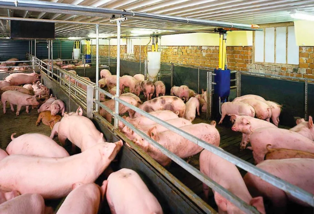 Giá heo hơi hôm nay 15.4.2026: Tăng trở lại trên cả nước - Ảnh 1. Giá heo hơi hôm nay 15.4.2026: Tăng trở lại trên cả nước - Ảnh 1.