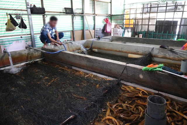 4.000 tấn lươn quá lứa 'kêu cứu'- Ảnh 2. 4.000 tấn lươn quá lứa 'kêu cứu'- Ảnh 2.