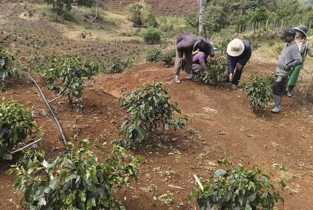 Mưa đá dội xuống Tu Mơ Rông, nông dân thiệt hại, chính quyền khẩn trương hỗ trợ - Ảnh 3.