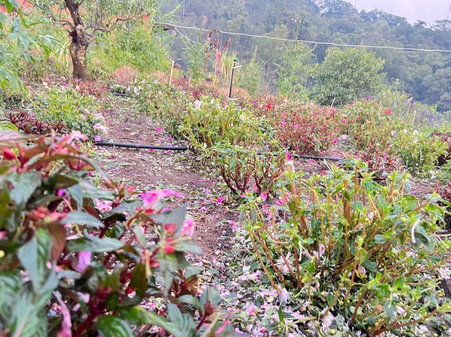 Mưa đá dội xuống Tu Mơ Rông, nông dân thiệt hại, chính quyền khẩn trương hỗ trợ - Ảnh 2.