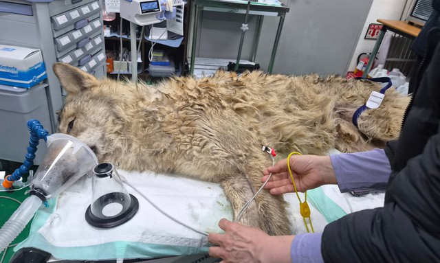 S&oacute;i xổng chuồng ở H&agrave;n Quốc: Cuộc truy đuổi nghẹt thở tại Daejeon - Ảnh 1.