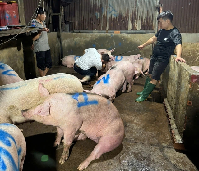  giết mổ heo - Ảnh 1.