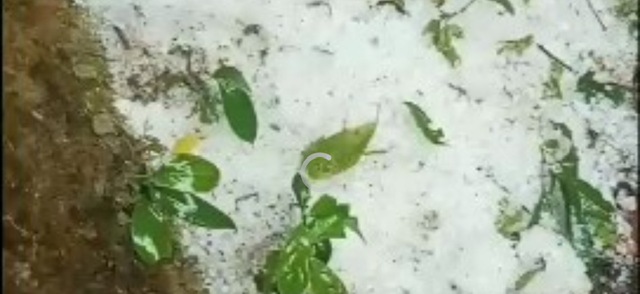 Mưa đ&aacute; g&acirc;y thiệt hại nặng s&acirc;m Ngọc Linh v&agrave; hoa m&agrave;u ph&iacute;a t&acirc;y Quảng Ng&atilde;i - Ảnh 2.