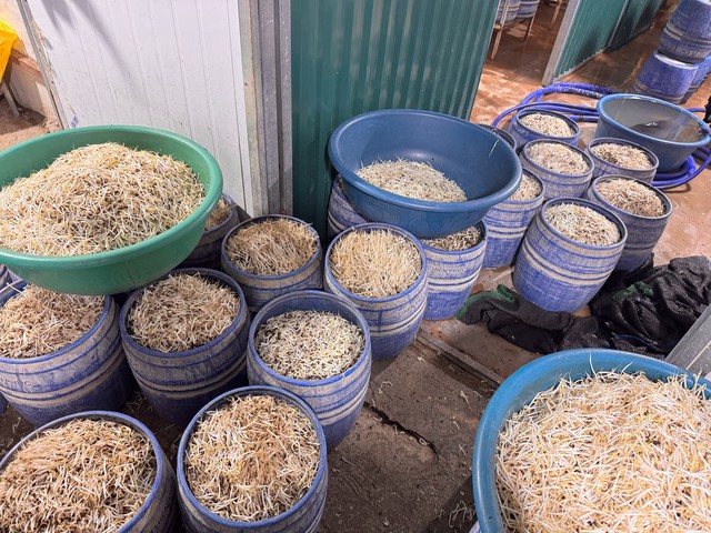 Khởi tố 2 bị can d&ugrave;ng chất cấm sản xuất gi&aacute; đỗ ở Quảng Ninh- Ảnh 3.