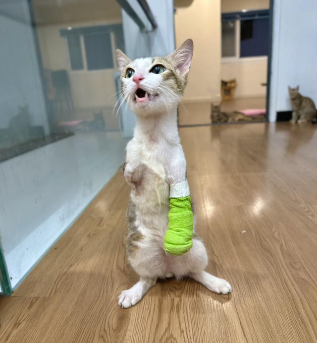 Ch&uacute; m&egrave;o cụt 2 ch&acirc;n trước vẫn sống tốt, được chủ cưu mang, chăm s&oacute;c đặc biệt - Ảnh 1.