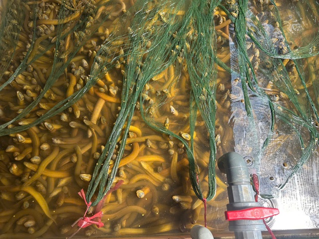 Vụ 4.000 tấn lươn qu&aacute; lứa &lsquo;k&ecirc;u cứu&rsquo;: Người nu&ocirc;i như ngồi tr&ecirc;n đống lửa- Ảnh 1.