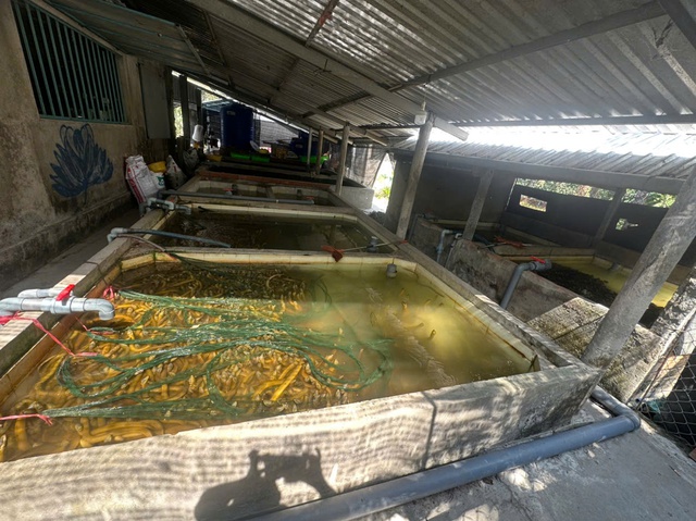 Vụ 4.000 tấn lươn qu&aacute; lứa &lsquo;k&ecirc;u cứu&rsquo;: Người nu&ocirc;i như ngồi tr&ecirc;n đống lửa- Ảnh 2.