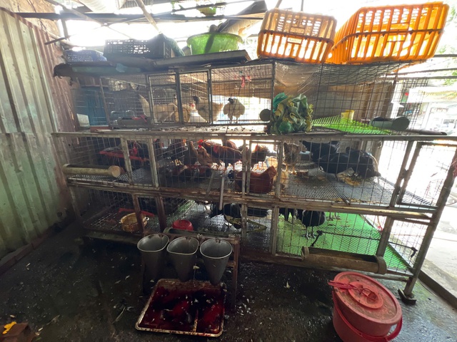 L&ograve; giết mổ gia cầm 'chui', bốc m&ugrave;i h&ocirc;i thối trong khu d&acirc;n cư TP.HCM- Ảnh 6.