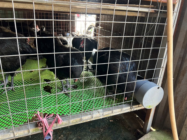 L&ograve; giết mổ gia cầm 'chui', bốc m&ugrave;i h&ocirc;i thối trong khu d&acirc;n cư TP.HCM- Ảnh 4.