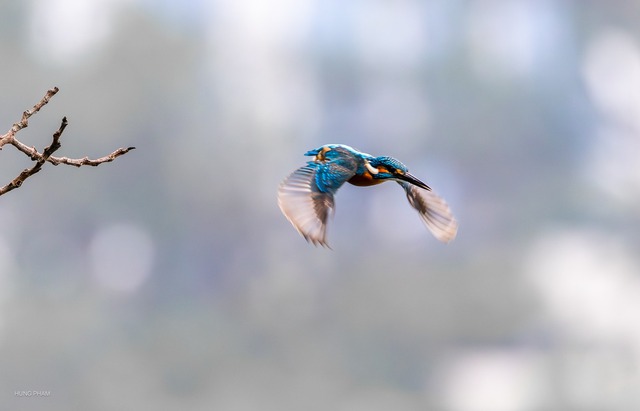 Khoảnh khắc chim b&oacute;i c&aacute; săn mồi chớp nho&aacute;ng qua ống k&iacute;nh người đ&agrave;n &ocirc;ng ở TP.HCM - Ảnh 2.