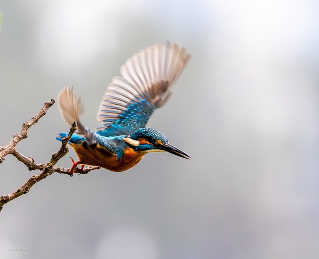 Khoảnh khắc chim b&oacute;i c&aacute; săn mồi chớp nho&aacute;ng qua ống k&iacute;nh người đ&agrave;n &ocirc;ng ở TP.HCM - Ảnh 1.