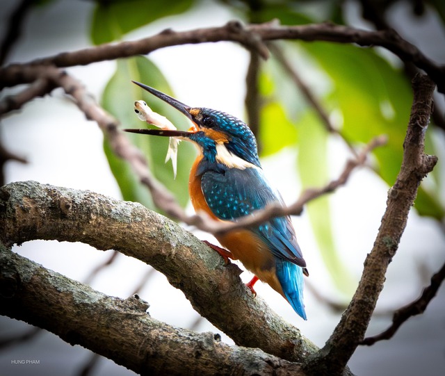 Khoảnh khắc chim b&oacute;i c&aacute; săn mồi chớp nho&aacute;ng qua ống k&iacute;nh người đ&agrave;n &ocirc;ng ở TP.HCM - Ảnh 5.