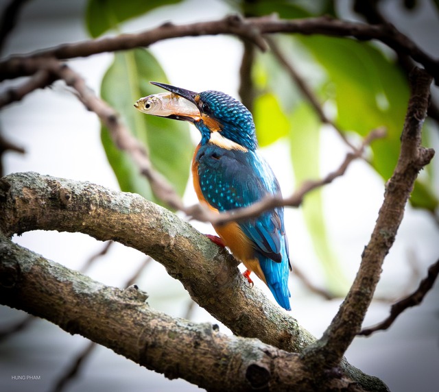 Khoảnh khắc chim b&oacute;i c&aacute; săn mồi chớp nho&aacute;ng qua ống k&iacute;nh người đ&agrave;n &ocirc;ng ở TP.HCM - Ảnh 3.