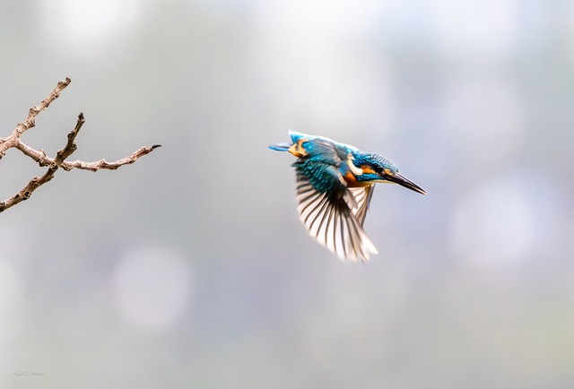 Khoảnh khắc chim b&oacute;i c&aacute; săn mồi chớp nho&aacute;ng qua ống k&iacute;nh người đ&agrave;n &ocirc;ng ở TP.HCM - Ảnh 4.