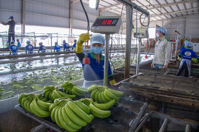 Xuất khẩu tiếp tục tăng mạnh giữa biến động- Ảnh 2.