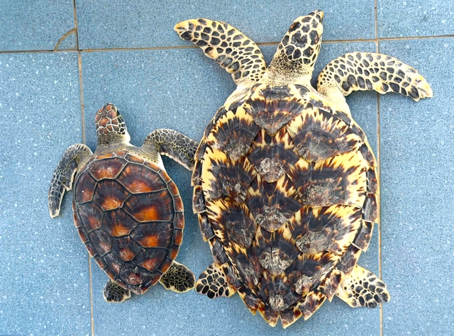 Ngư dân Cà Mau cứu đồi mồi và vích mắc lưới , thả về biển an toàn - Ảnh 3.