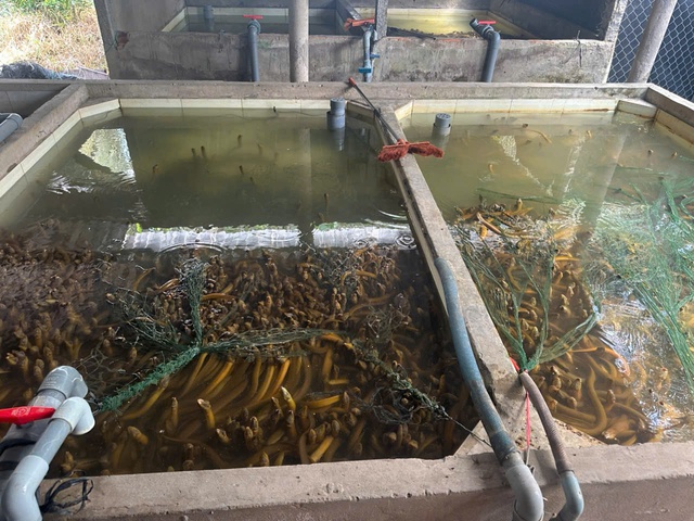 Vụ 4.000 tấn lươn qu&aacute; lứa 'k&ecirc;u cứu': Chủ tịch Hội n&ocirc;ng d&acirc;n l&ecirc;n tiếng t&igrave;m giải ph&aacute;p- Ảnh 2.