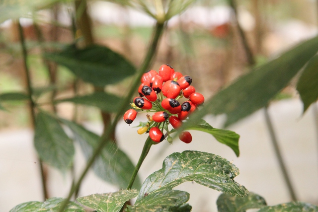 THACOđề xuất đầutư h&agrave;ng ngh&igrave;n hecta trồng s&acirc;m Ngọc Linh, hướng tới chuỗi gi&aacute; trị to&agrave;n cầu   - Ảnh 1.