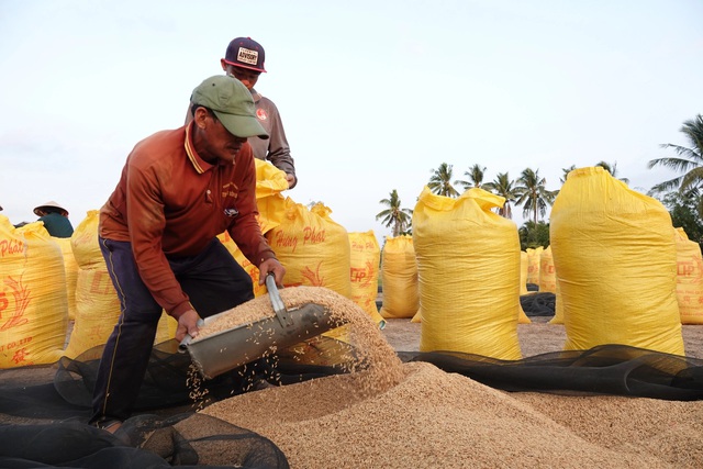 Vì sao giá gạo tăng nhưng nông dân không có lãi?- Ảnh 1.