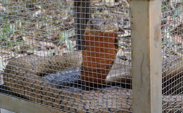 Thả về rừng con rắn hổ mang ch&uacute;a cực độc b&ograve; v&agrave;o bệnh viện ở Đắk Lắk  - Ảnh 1.