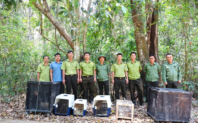 Thả về rừng con rắn hổ mang ch&uacute;a cực độc b&ograve; v&agrave;o bệnh viện ở Đắk Lắk  - Ảnh 2.